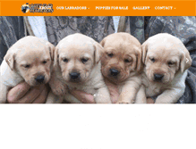 Tablet Screenshot of duckflatretrievers.com